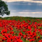 poppy field in honour of Remembrance Day