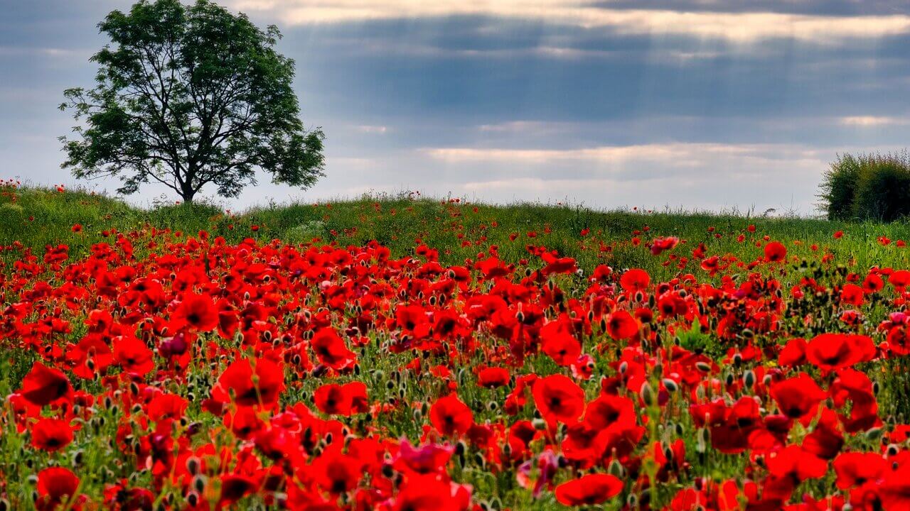 poppy field in honour of Remembrance Day